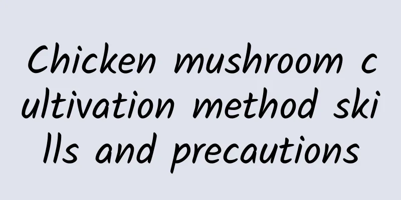 Chicken mushroom cultivation method skills and precautions