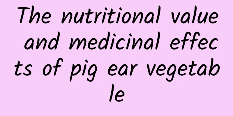 The nutritional value and medicinal effects of pig ear vegetable