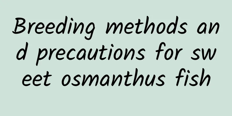 Breeding methods and precautions for sweet osmanthus fish