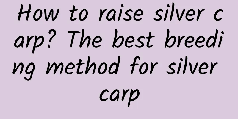 How to raise silver carp? The best breeding method for silver carp