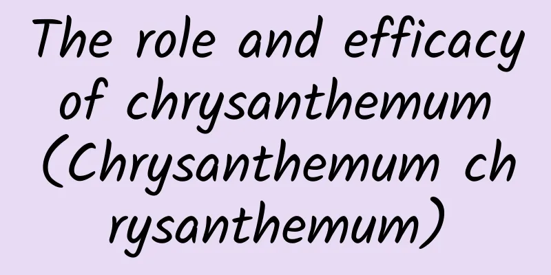 The role and efficacy of chrysanthemum (Chrysanthemum chrysanthemum)