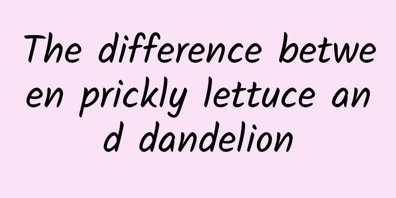 The difference between prickly lettuce and dandelion