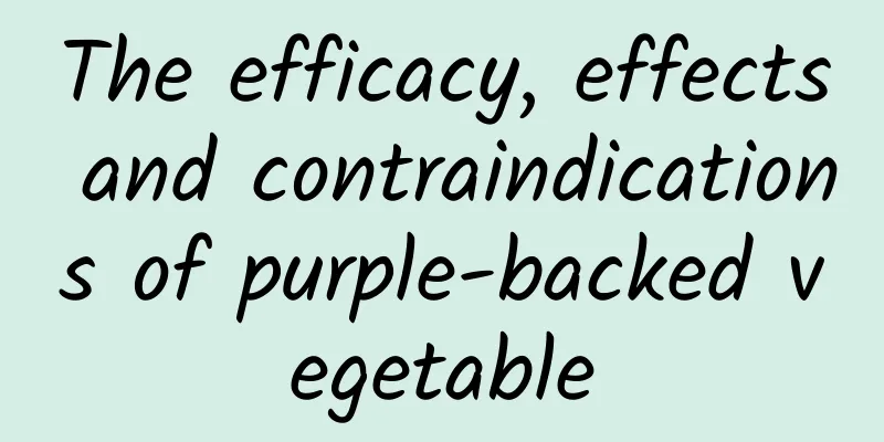 The efficacy, effects and contraindications of purple-backed vegetable