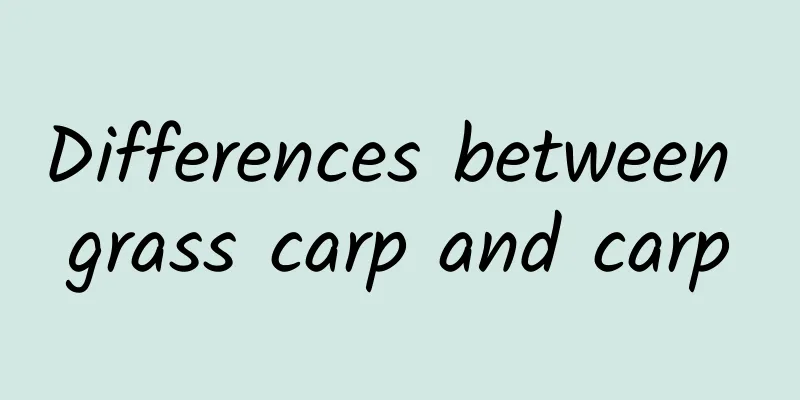 Differences between grass carp and carp