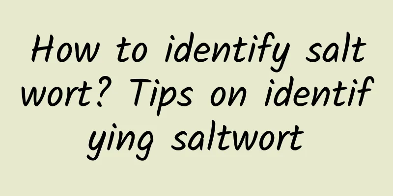 How to identify saltwort? Tips on identifying saltwort