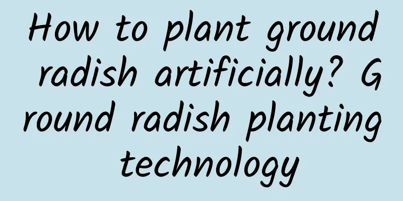 How to plant ground radish artificially? Ground radish planting technology