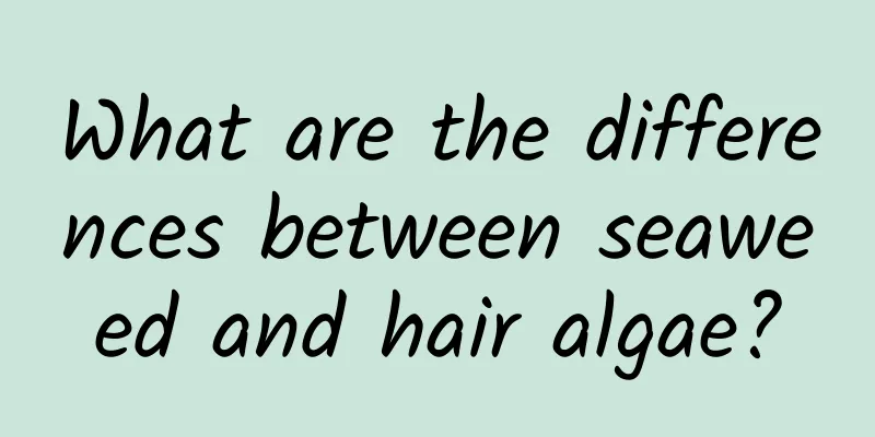 What are the differences between seaweed and hair algae?