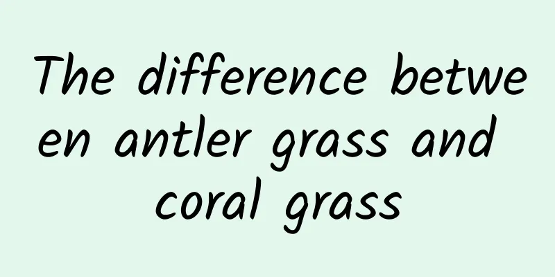 The difference between antler grass and coral grass