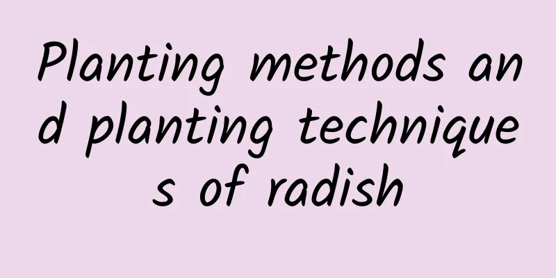 Planting methods and planting techniques of radish