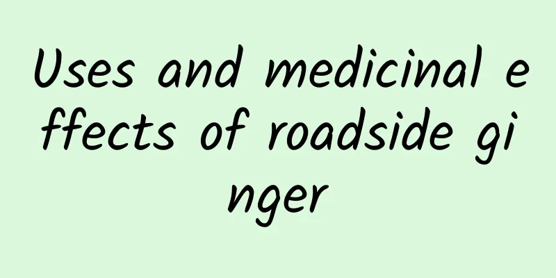 Uses and medicinal effects of roadside ginger