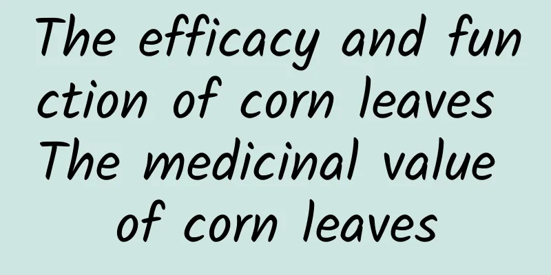 The efficacy and function of corn leaves The medicinal value of corn leaves