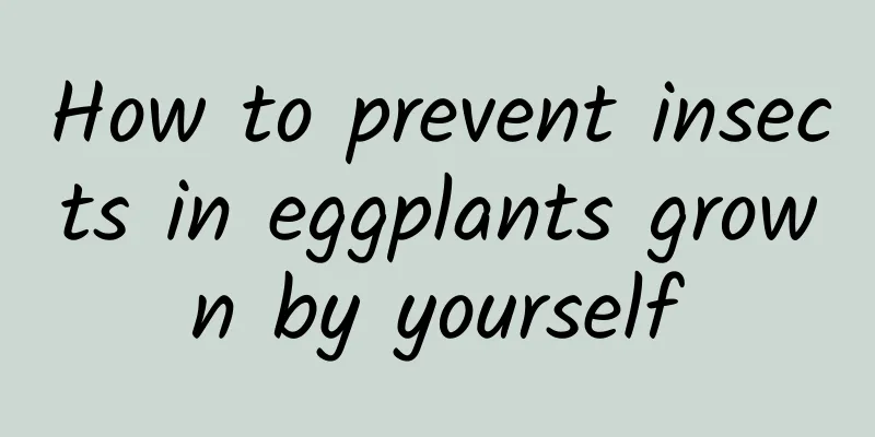 How to prevent insects in eggplants grown by yourself