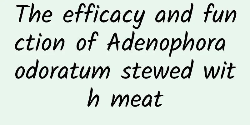 The efficacy and function of Adenophora odoratum stewed with meat