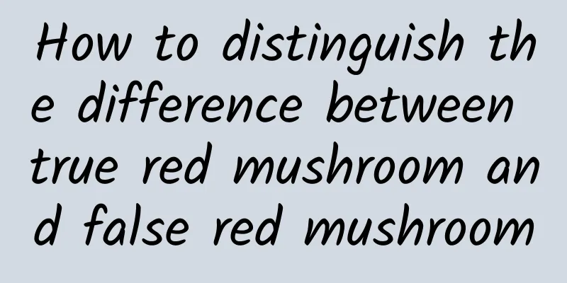 How to distinguish the difference between true red mushroom and false red mushroom