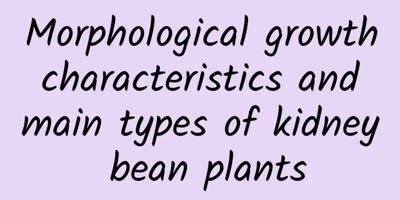 Morphological growth characteristics and main types of kidney bean plants