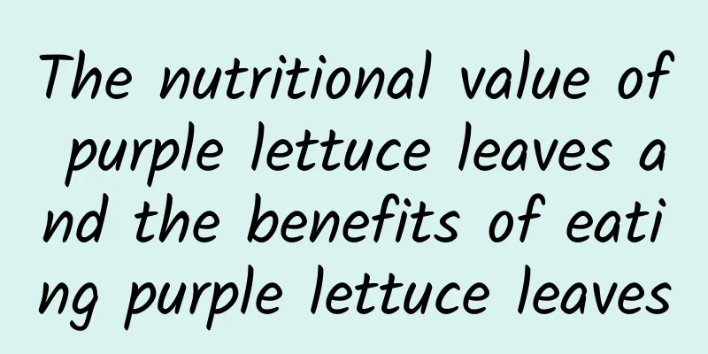 The nutritional value of purple lettuce leaves and the benefits of eating purple lettuce leaves