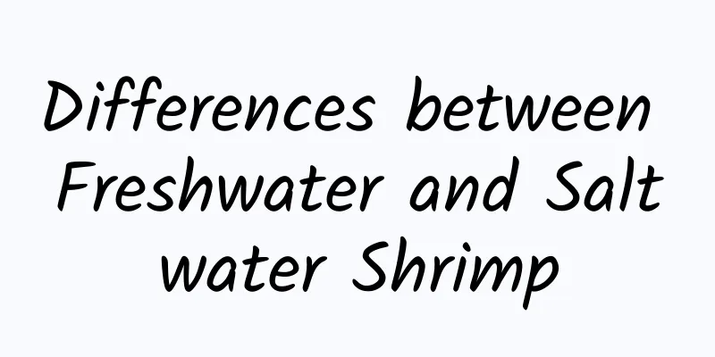 Differences between Freshwater and Saltwater Shrimp