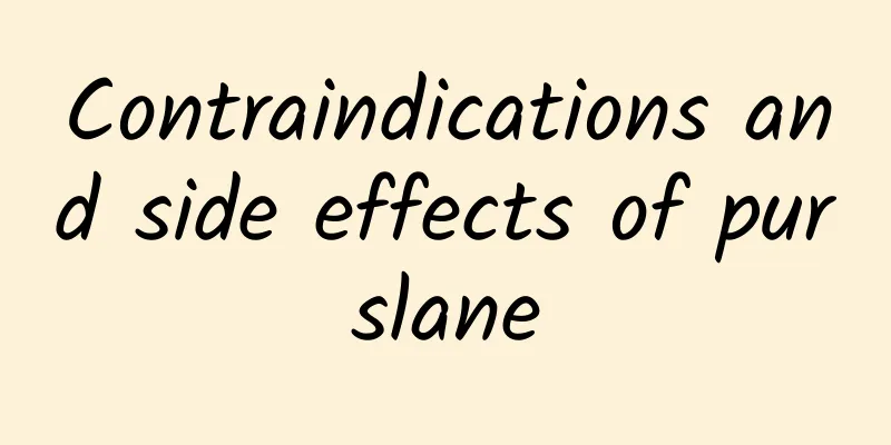 Contraindications and side effects of purslane