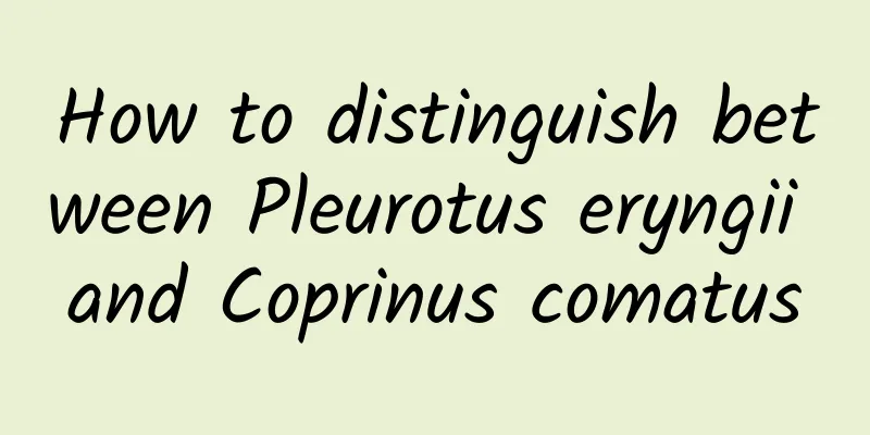 How to distinguish between Pleurotus eryngii and Coprinus comatus