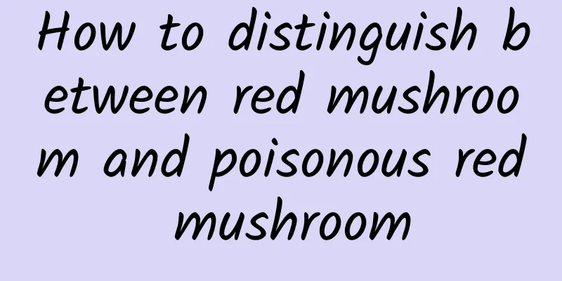 How to distinguish between red mushroom and poisonous red mushroom