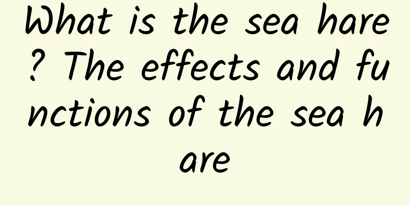 What is the sea hare? The effects and functions of the sea hare