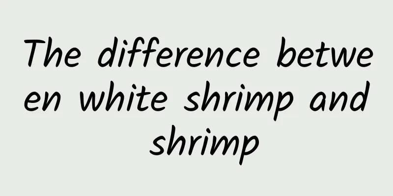 The difference between white shrimp and shrimp