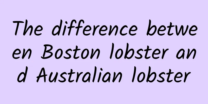 The difference between Boston lobster and Australian lobster