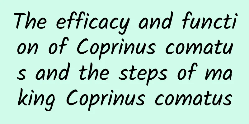 The efficacy and function of Coprinus comatus and the steps of making Coprinus comatus