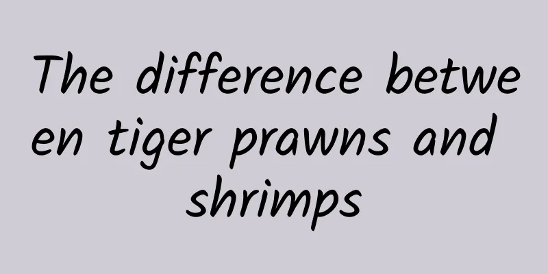 The difference between tiger prawns and shrimps