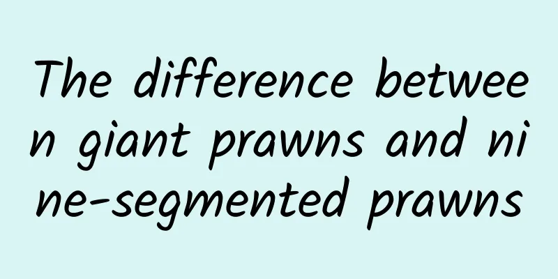 The difference between giant prawns and nine-segmented prawns