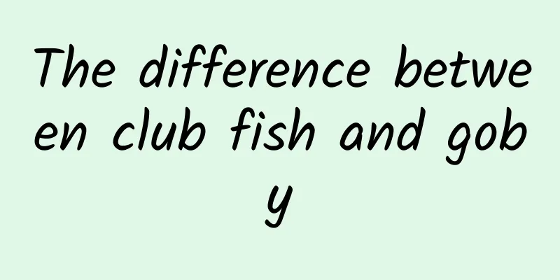 The difference between club fish and goby