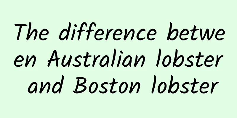 The difference between Australian lobster and Boston lobster