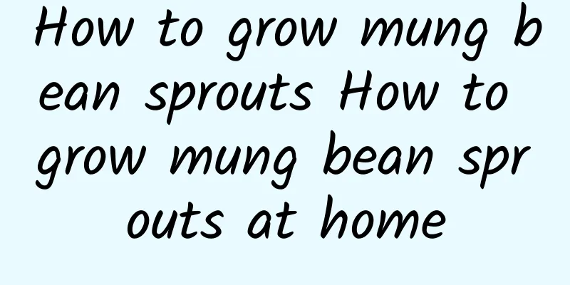 How to grow mung bean sprouts How to grow mung bean sprouts at home