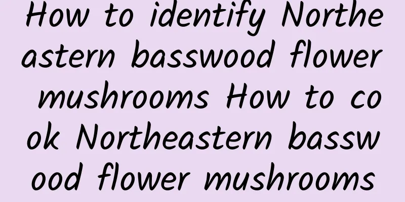 How to identify Northeastern basswood flower mushrooms How to cook Northeastern basswood flower mushrooms