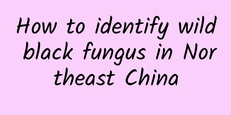 How to identify wild black fungus in Northeast China