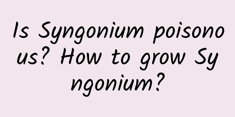 Is Syngonium poisonous? How to grow Syngonium?