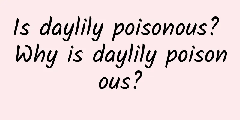 Is daylily poisonous? Why is daylily poisonous?