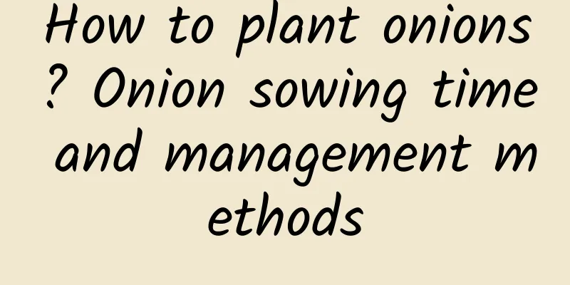 How to plant onions? Onion sowing time and management methods