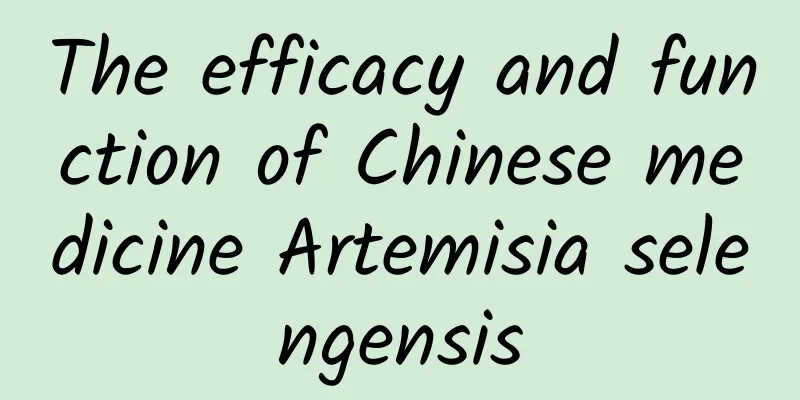 The efficacy and function of Chinese medicine Artemisia selengensis