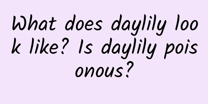 What does daylily look like? Is daylily poisonous?