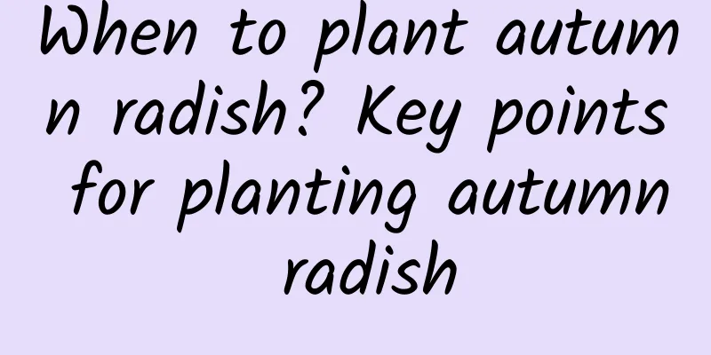 When to plant autumn radish? Key points for planting autumn radish