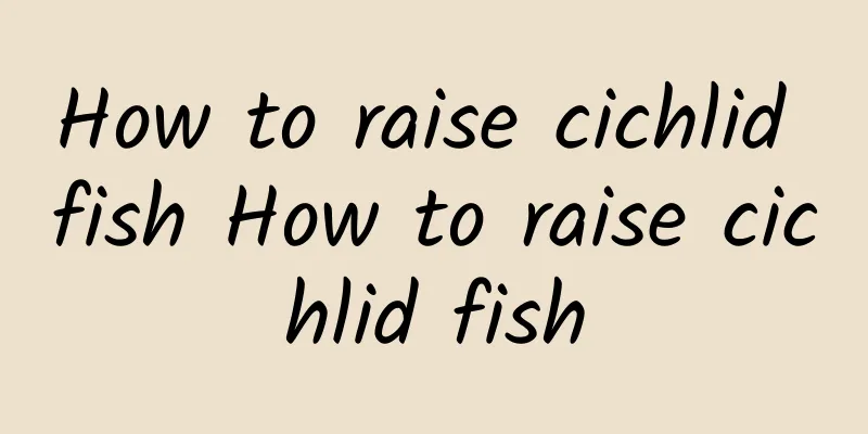 How to raise cichlid fish How to raise cichlid fish