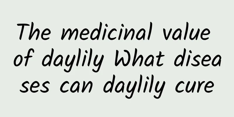 The medicinal value of daylily What diseases can daylily cure