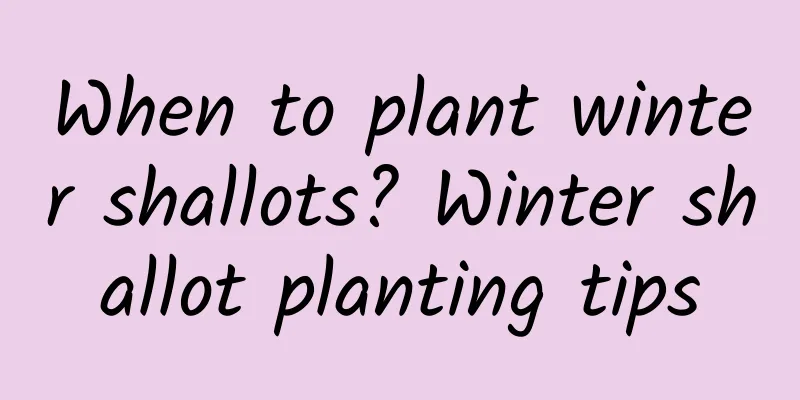 When to plant winter shallots? Winter shallot planting tips