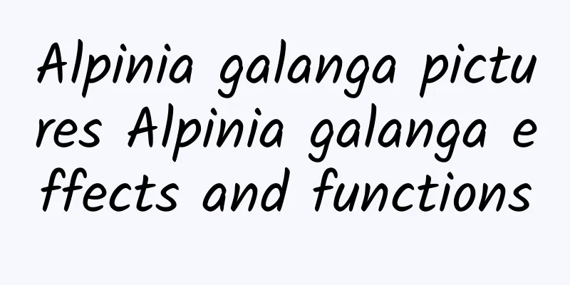 Alpinia galanga pictures Alpinia galanga effects and functions