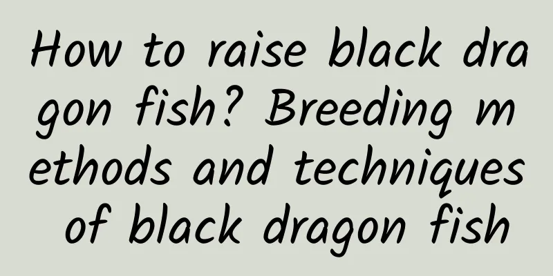 How to raise black dragon fish? Breeding methods and techniques of black dragon fish