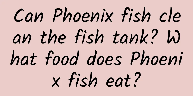 Can Phoenix fish clean the fish tank? What food does Phoenix fish eat?