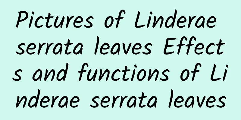 Pictures of Linderae serrata leaves Effects and functions of Linderae serrata leaves