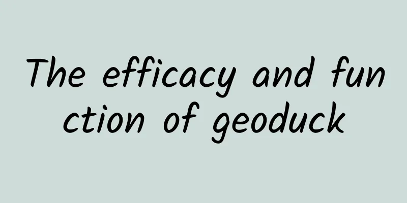 The efficacy and function of geoduck