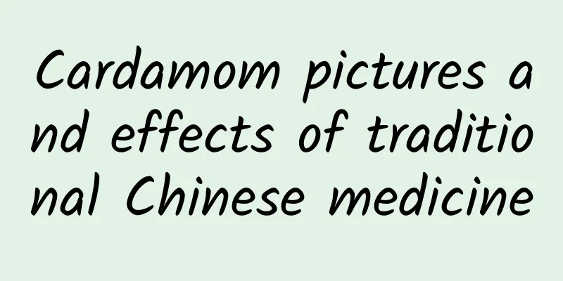 Cardamom pictures and effects of traditional Chinese medicine